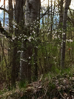 is this a dogwood, or wild plum or...?