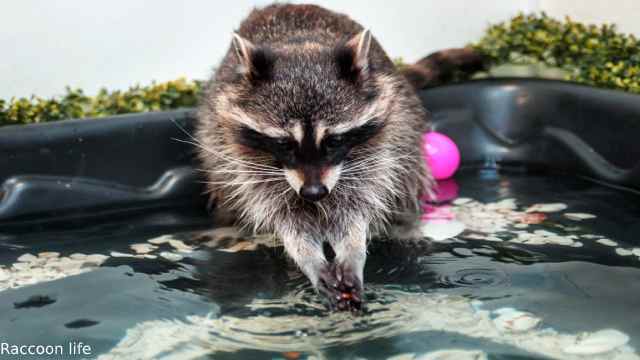 raccoon