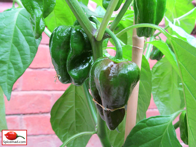 Chocolate Habanero - 31st July 2021