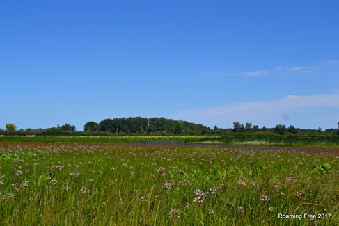 Wildlife Drive along Crane Creek
