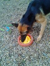 FOTOS: Perros comen mango por perrarina en Alto Apure.