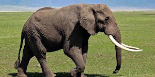 Apa Makanan Gajah  Pernik Dunia 77