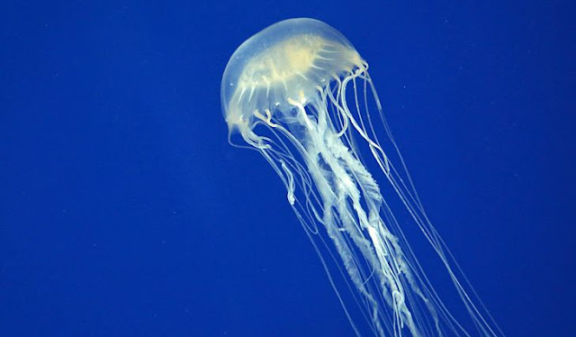 Just recently, a 7-year-old Filipino-Italian girl died from jellyfish sting while enjoying her vacation with family in Caramoan Island in Camarines Sur. According to her mother, Gaia Trimarchi was enjoying the shallow waters of Sabitang Laya island, picking seashells, when she heard the girl suddenly screamed in pain. Apparently, Gaia was stung by a jellyfish in the lower part of her body. Within minutes, the skin of Gaia’s affected leg turned purple as she desperately tried to remove the barbs which then spread to her hands. It took nearly an hour before they reached the hospital in Caramoan town, but by then Gaia already succumbed to serious allergic reaction caused by the box jelly fish’s venom which is considered to be among the deadliest in the world. What is a jellyfish? Jelly fish is among the most poisonous sea creatures in the world. In the Philippines alone, it kills 20 to 40 people each year as per the United States National Science Foundation’s research. Jelly fish belongs to the subphylum Medusozoa family, a major part of the phylum Cnidaria. Its tentacles are armed with stinging cells which it used to capture prey or defend itself from predators. Box jelly fish (Irukandji jellyfish), which stung Gaia, has a square-shaped, box-like bell from each of the four lower corners where a short pedalium or stalk hangs with one or more long, slender tentacles. Jelly fish sting Jelly fish stings by its tentacles, through which it releases a venom that paralyzes its prey. Normally, a jelly fish won’t attack humans, but anyone swimming close to it may be stung just the same. Not all species of jelly fish venom can cause adverse reactions on humans, only some. But the sting of the poisonous ones can cause mild discomfort to extreme pain and death. One who got stung by a box jelly fish would experience spasms, followed by paralysis, cardiac respiratory arrest and, worse, death in just minutes. First aid Gaia’s mother blamed the resort and the boatmen for not having vinegar readily available which could have saved her daughter’s life. Instead, what they did was rub some gasoline on Gaia’s legs which proved to be ineffective. Vinegar is the best and proven first aid for jelly fish stung before victims may be taken to a hospital.  Vinegar is a type of weak acid that prevents jelly fish stingers (tentacles or barbs) from firing more stings. NOTE: Rinsing the affected part with COOL, FRESH WATER would only trigger stingers to fire more. Also, it is advisable NOT to scrape off stingers from the affected skin as this may make the matters worse. Instead, follow this steps as first aid: • Quickly remove the victim from the water. • Rinse the area with vinegar which should come in handy during swimming • Don't rub the affected area, to prevent the injury from getting worse. • Use tweezers to remove any tentacles still attached skin. Do NOT scrape the area using hard object such as a credit card. • Do not apply ice or ice packs to the area, ‘though a hot shower or soak may help ease the pain. • Immediately seek help from health care professional and ask if pain relievers might help the victim. If the victim showed adverse reactions like difficulty in breathing or swallowing, swollen tongue or lips, nausea or vomiting, extreme pain or headache, dizziness or muscle spasms, CALL AN AMBULANCE IMMEDIATELY AND TOOK HER/HIM to the nearest hospital. Finally, before swimming on a beach, ask the resort management or any locals if jelly fish are roaming in the waters, then avoid the water altogether if similar incidents have been reported in the past.