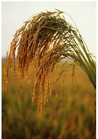 Rice Plant