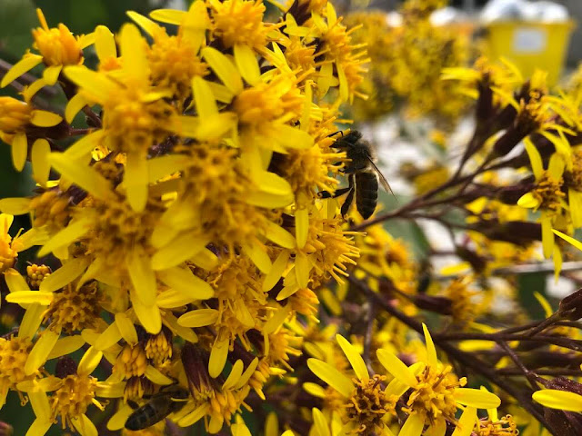 Flores da Primavera