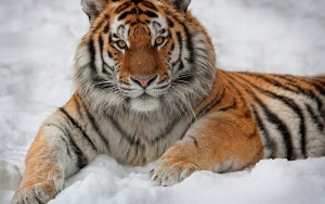 HD wallpapers tiger 