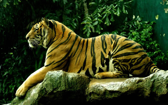 Wallpaper dan Gambar Harimau Berukuran Besar