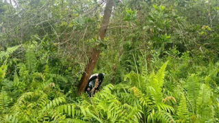 Tipe Hutan Berdasarkan Ketinggian Tempat