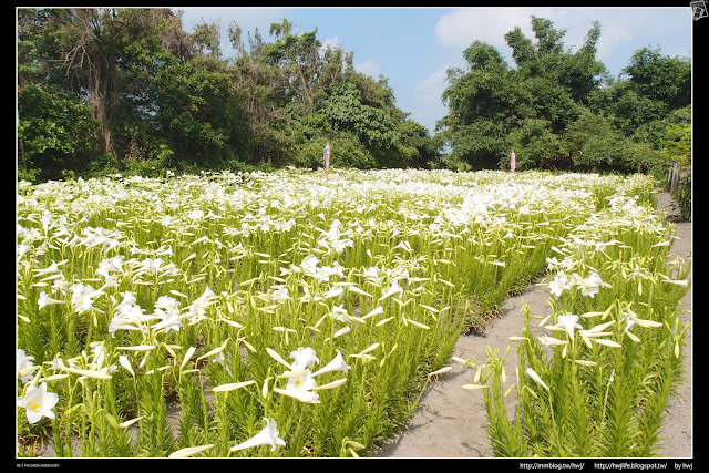 2019-05-14 雲林四湖中湖-百合花田