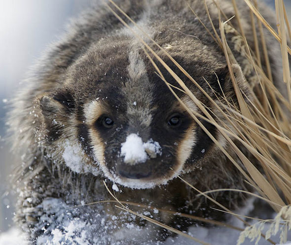 Top 10 facts didn't know about badgers