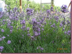 RIMG0231