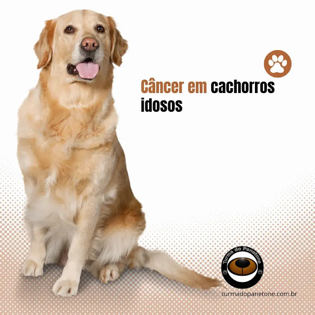 Câncer em cachorros idosos