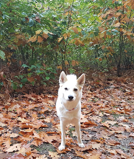 hond en herfst