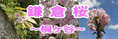 鎌倉桜～桐ヶ谷～