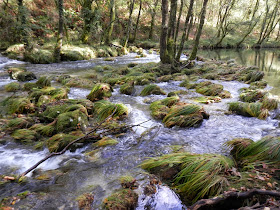 by E.V.Pita.... Spain, amazing rain forest in River Barragan (Pazos de Borben) / Por E.V.Pita.... Sorprendente bosque del río Barragan (Galicia, Pazos de Borbén y Fornelos de Montes) / A fraga do Barragán