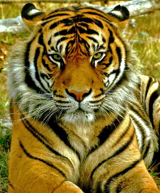  Gambar  Harimau  Sumatra Gambar  Pemandangan