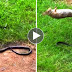 Momy Rabbit Fight With Snake