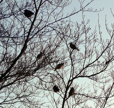 cedar waxwings