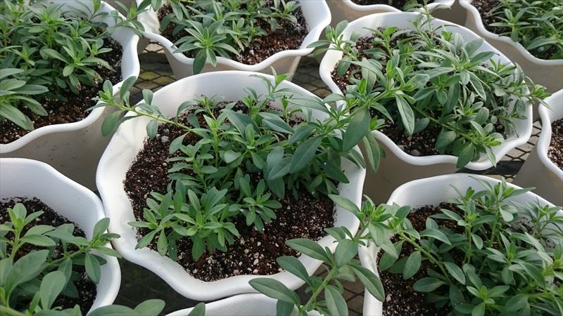 千葉大学 花卉 苗生産ブログ カリブラコアのピンチ