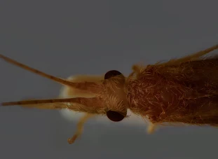 OEcetis testacea OEcetis testacea