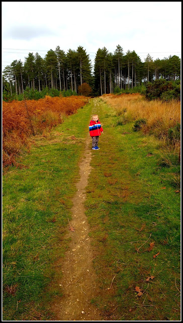 wareham forest