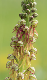 Man Orchid - Copper Hill, Lincolnshire