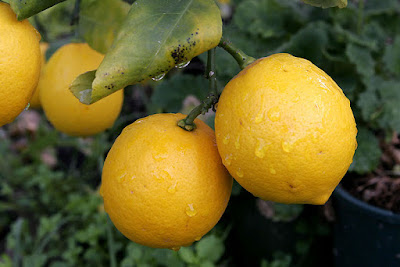 Manfaat Buah Jeruk Lemon Untuk Kesehatan