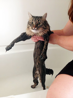 Más de 10 imágenes divertidas de gatos mojados