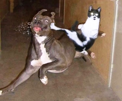 Gato Karateka.