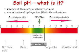 How To Test Soil PH