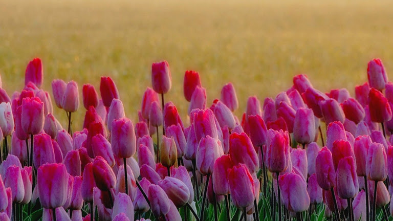 Tulips Flowers HD Wallpaper 7