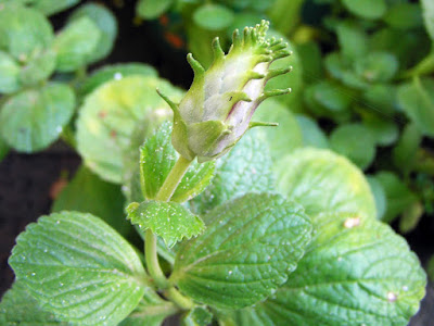 Coleus canina - Plectranthus caninus care and culture