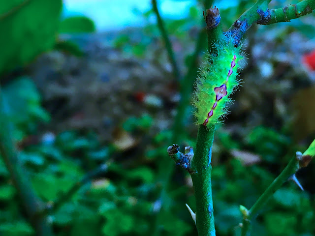 caterpillar, insect