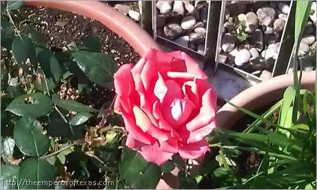 A rose is a rose is rose