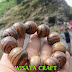 Gelang GAHARU ZEBRA Ulir Padat 22 mm by Wisata Craft