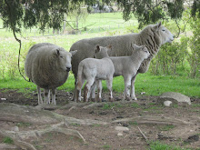 BC Sheep Federation