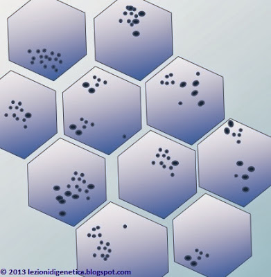 miopatia nemalinica - rappresentazione schematica di sezione di fibre muscolari con bastoncelli (rod) nemalinici - colorazione tricromica di Gomori