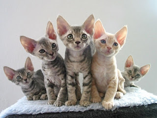 Devon Rex Cat Pictures