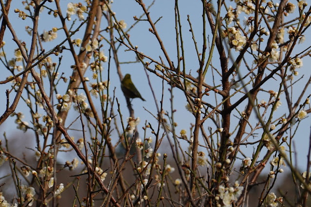 島根県松江市美保関町諸喰 梅の木にウグイス