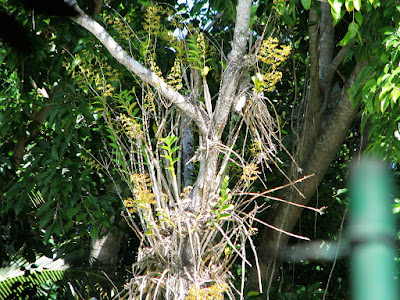 Dendrobium discolor care and culture