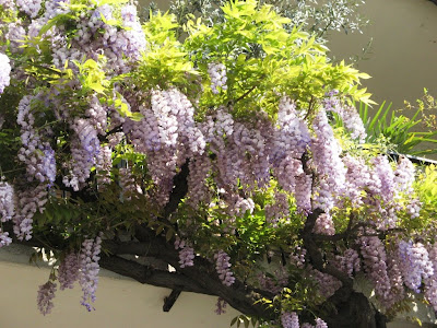 Wisteria would kill for this balcony,Home Garden