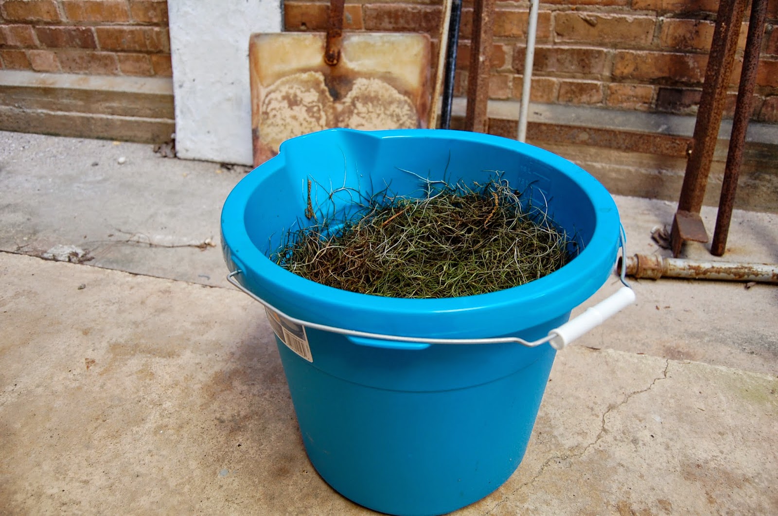 Draw what you see: I'm making spanish moss paper from moss.