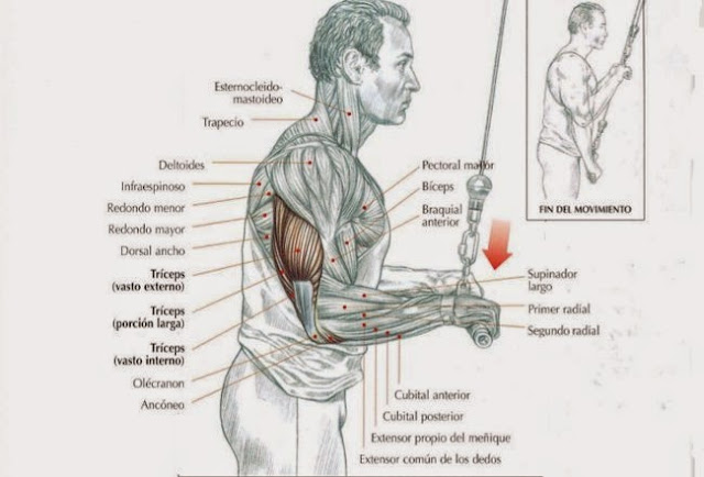 TRICEPS: MIRA COMO HACER ESTE EJERCICIO CORRECTAMENTE EN POLEA