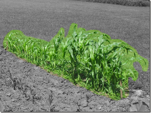 indiancorn