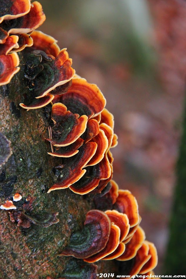 polypore versicolore sur hêtre, Forêt de Fontainebleau, (C)2014 Greg Clouzeau