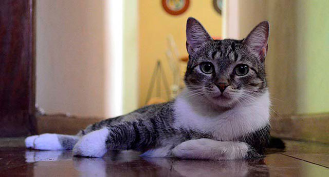 Origen y características del Brazilian Shorthair, un gato con ...