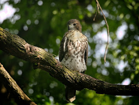 Tompkins Square red-tailed hawk fledgling