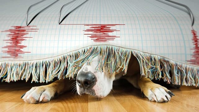 الكلاب والزلازل - هل تشعر الطيور بالزلازل