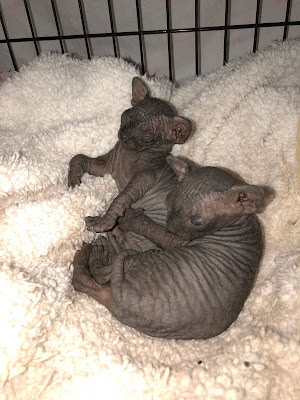 Black Sphynx Kittens