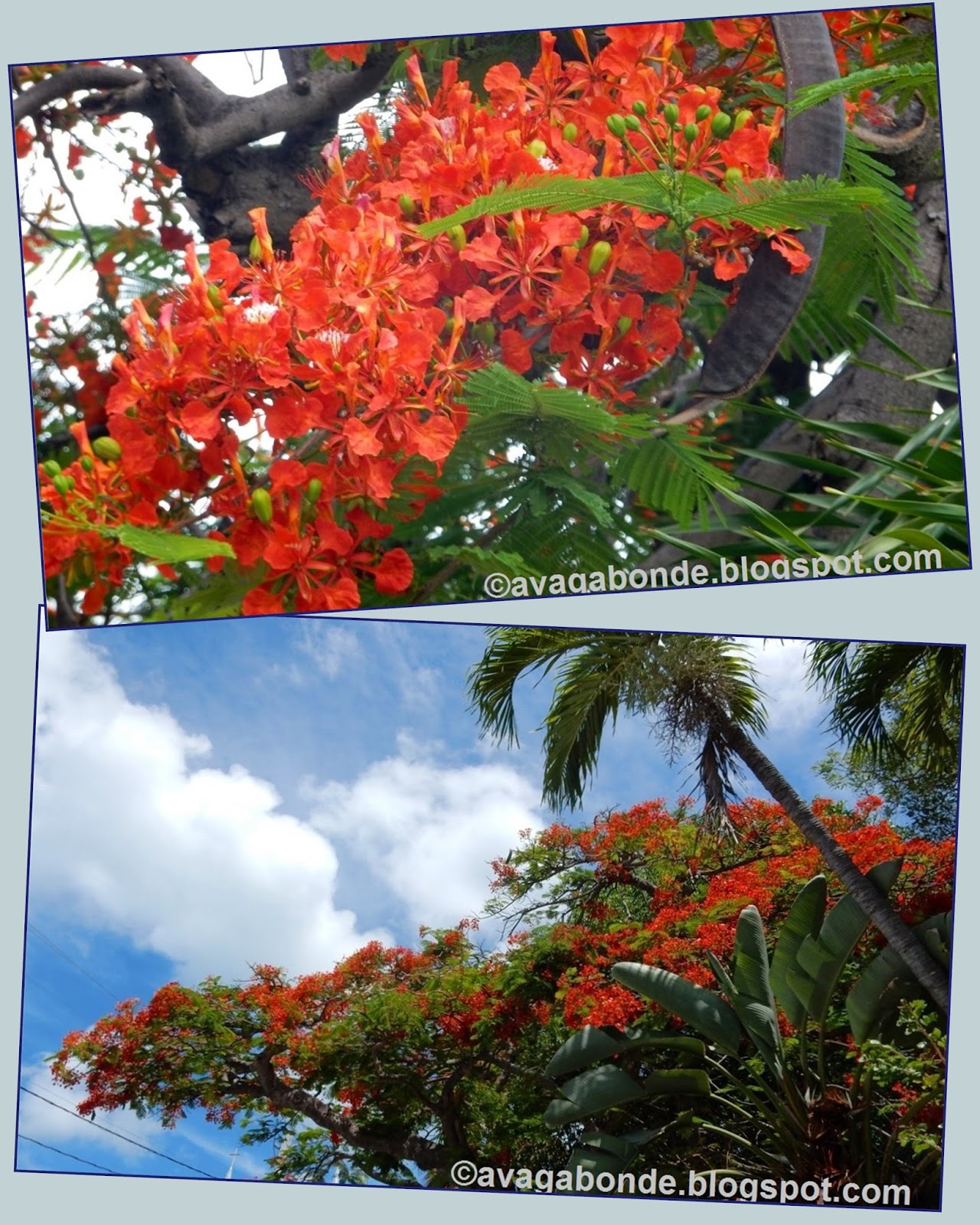 Recollections of a Vagabonde: Flowers in Key West, Florida ...